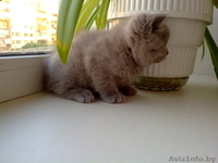 Котята Британские плюшевые малыши для души - Изображение #4, Объявление #906316