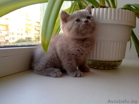 Котята Британские плюшевые малыши для души - Изображение #3, Объявление #906316