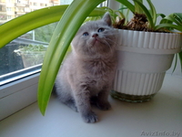 Котята Британские плюшевые малыши для души - Изображение #2, Объявление #906316