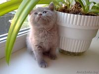 Котята Британские плюшевые малыши для души - Изображение #1, Объявление #906316