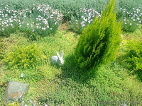 Отдых на Черном Море. Минигостиница Мартиника - Изображение #5, Объявление #916406