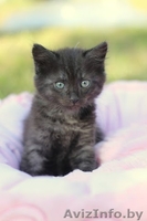 Котята в хорошие ручки даром! - Изображение #7, Объявление #920545