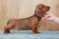 Предлагаем щенков  миниатюрной  гладкошерстной таксы .  - Изображение #1, Объявление #918924