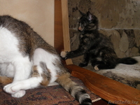 Ушасто-глазастое чудо в добрые руки! - Изображение #2, Объявление #921593