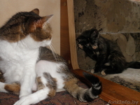 Ушасто-глазастое чудо в добрые руки! - Изображение #3, Объявление #921593