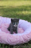 Котята в хорошие ручки даром! - Изображение #9, Объявление #920545