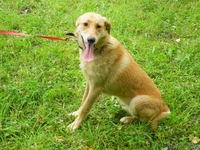 Джессика в добрые руки. - Изображение #3, Объявление #769493