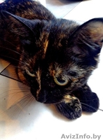 Найдена кошка в районе Сухарево - Изображение #1, Объявление #936873