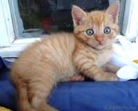 Котята-забавнейшие мальчуганы в дар! - Изображение #2, Объявление #924068