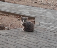 Разномастные котята-малыши в дар - Изображение #2, Объявление #936439