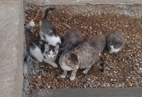 Разномастные котята-малыши в дар - Изображение #3, Объявление #936439