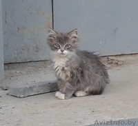 Разномастные котята-малыши в дар - Изображение #1, Объявление #936439