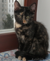 Ушасто-глазастое чудо в добрые руки! - Изображение #4, Объявление #921593