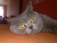 Вязка кот ждет кошечку. - Изображение #1, Объявление #930038