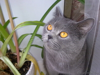 Вязка кот ждет кошечку. - Изображение #2, Объявление #930038