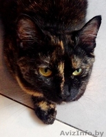 Найдена кошка в районе Сухарево - Изображение #3, Объявление #936873