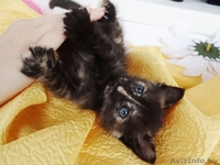 Озорные котята в добрые руки! - Изображение #4, Объявление #912737