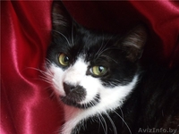 Молоденький котик Витас в дар , в добрые руки! - Изображение #1, Объявление #925753