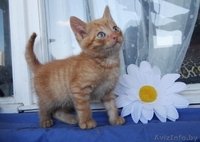 Котята-забавнейшие мальчуганы в дар! - Изображение #4, Объявление #924068