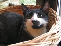 Молоденький котик Витас в дар , в добрые руки! - Изображение #2, Объявление #925753