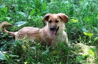 щеночки в добрые руки! - Изображение #3, Объявление #914110