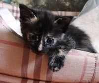 Озорные котята в добрые руки! - Изображение #5, Объявление #912737