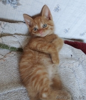 Котята-забавнейшие мальчуганы в дар! - Изображение #5, Объявление #924068