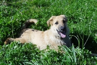 щеночки в добрые руки! - Изображение #5, Объявление #914110