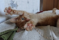 Котята-забавнейшие мальчуганы в дар! - Изображение #6, Объявление #924068