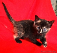 Озорные котята в добрые руки! - Изображение #2, Объявление #912737