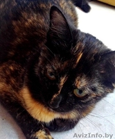 Найдена кошка в районе Сухарево - Изображение #4, Объявление #936873