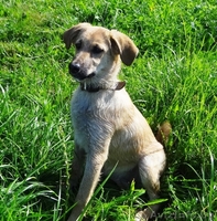 щеночки в добрые руки! - Изображение #1, Объявление #914110