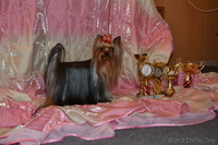 Кукольная девочка йоркширского терьера - Изображение #5, Объявление #933642