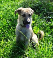 щеночки в добрые руки! - Изображение #4, Объявление #914110