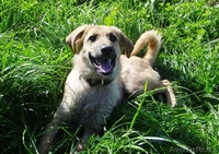 щеночки в добрые руки! - Изображение #6, Объявление #914110