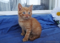 Котята-забавнейшие мальчуганы в дар! - Изображение #1, Объявление #924068