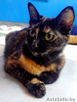 Найдена кошка в районе Сухарево - Изображение #6, Объявление #936873