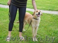 Джессика в добрые руки. - Изображение #1, Объявление #769493