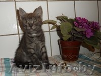 Котенок в дар(мальчик,2 месяца) - Изображение #2, Объявление #934919
