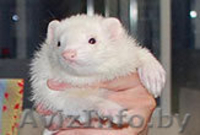 продаются хорьки - Изображение #1, Объявление #930731
