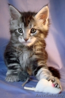  мейн кун от крупных родителей - Изображение #3, Объявление #931042