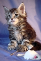  мейн кун от крупных родителей - Изображение #1, Объявление #931042