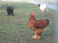 Продаются поросята-въетнамцы, куры разных пород - Изображение #3, Объявление #922374