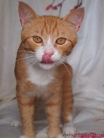 Ашот - обаятельный рыжий котик в добрые руки! - Изображение #2, Объявление #935141