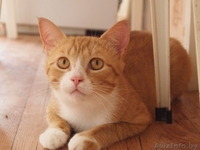 Ашот - обаятельный рыжий котик в добрые руки! - Изображение #3, Объявление #935141