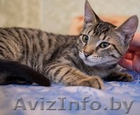 Котята-рысята в дар - Изображение #3, Объявление #934455