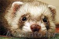 продаются хорьки - Изображение #4, Объявление #930731
