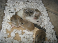 Продам хомячат Роборовского - Изображение #1, Объявление #931740