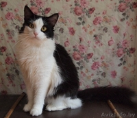 Шошана - харизматичная красавица в добрые руки! - Изображение #1, Объявление #935131