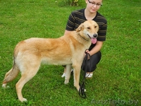 Джессика в добрые руки. - Изображение #2, Объявление #769493